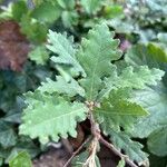 Quercus lusitanica Leaf