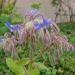 Borago officinalisFiore