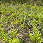 Batis maritima Habit