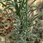 Erigeron bonariensis Blad