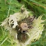 Cirsium spinosissimumफूल