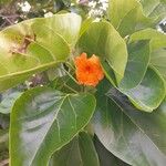 Cordia subcordata Flor