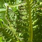 Pedicularis rostratospicata 葉