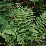 Dryopteris remota Natur