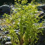 Euphorbia stricta Blatt