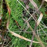 Arcytophyllum setosum Habitat