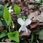 Viola alba Cvet