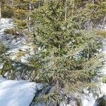 Picea mariana आदत