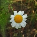 Tripleurospermum inodorum Flor