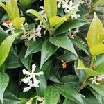 Trachelospermum jasminoides Blüte