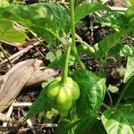 Capsicum baccatum Plod