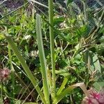 Allium roseum Leaf