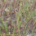 Panicum dichotomiflorum Habitus