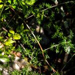 Asparagus acutifoliusΆλλα