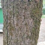 Acer pseudoplatanus Escorça