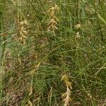 Carex pseudobrizoides Habit