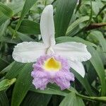 Sobralia macrantha Flower