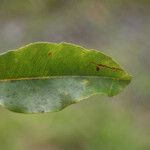 Syzygium borbonicum Leaf