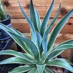 Agave demeesteriana Leht