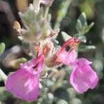 Teucrium marum Flower