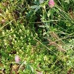 Trifolium rubens Habit