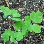 Thalictrum dioicum Hoja