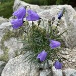 Campanula tatrae