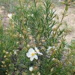 Cistus umbellatus Autre