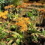 Aloe camperi Alkat (teljes növény)