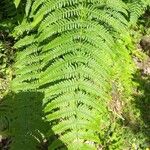 Athyrium filix-feminaFuelha