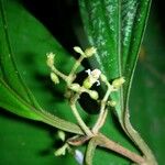 Clidemia ombrophila Otro