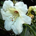 Rhododendron aureum Flor