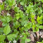 Rubus hispidus Yaprak