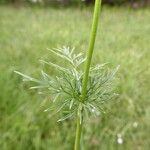 Conopodium majus Leaf