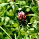 Trifolium incarnatum Flower