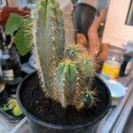 Pilosocereus pachycladus Hostoa