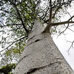 Adansonia digitata 树皮