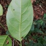 Cleistanthus ripicola Hoja