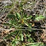 Grindelia hirsutula Fuelha