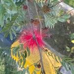 Calliandra surinamensis 花