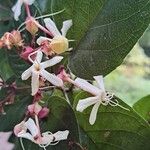 Clerodendrum trichotomumЦвят