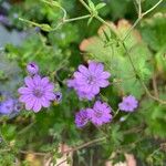 Geranium molleBlüte