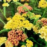 Achillea tomentosa आदत