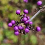 Callicarpa bodinieri 果實