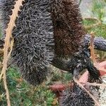 Banksia elderiana