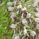 Himantoglossum hircinum Blüte