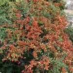 Pyracantha koidzumii Frucht