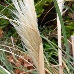 Cortaderia selloana Frucht