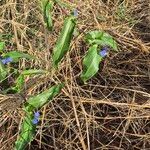 Commelina erecta葉