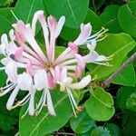 Lonicera etruscaപുഷ്പം